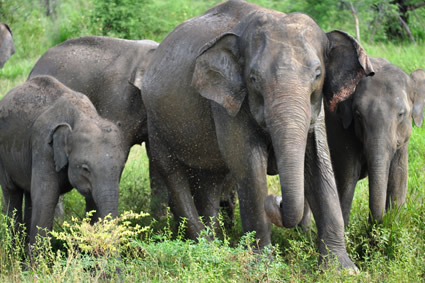 Udawalawe Elephants