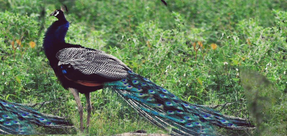 peacock-Udawalawe02.jpg